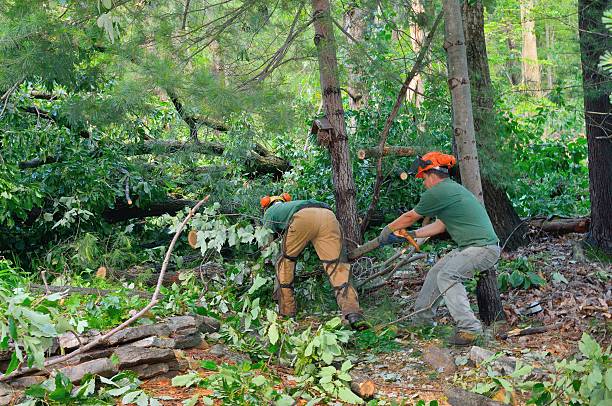 The Steps Involved in Our Tree Care Process in Duryea, PA